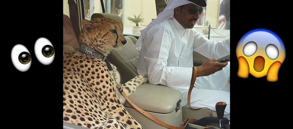20 FOTOS: As coisas mais LOUCAS que só ACONTECEM em Dubai
