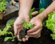 Horta caseira: estas são as 10 verduras mais fáceis de cultivar