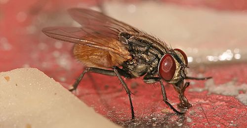 Uma Mosca Pousou Em Sua Comida O Que Voc Faz Descubra Como Voc Deve