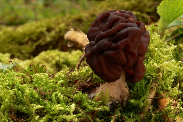 Gyromitras e o Gyromitra esculenta