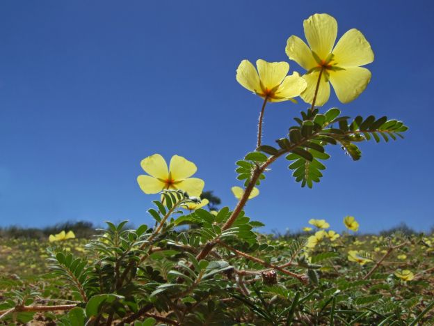 A tribulus terrestris