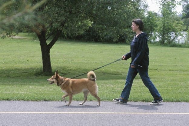 Vá passear com o cachorro