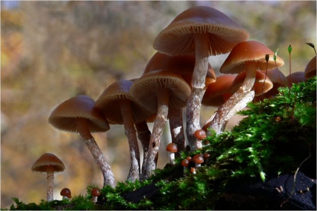 Galerina marginata