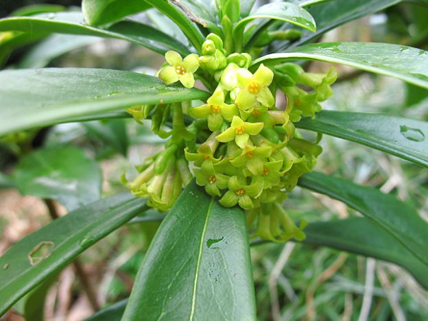 Daphne Laureola