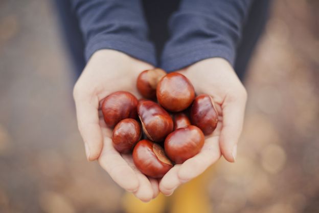 Castanhas portuguesas