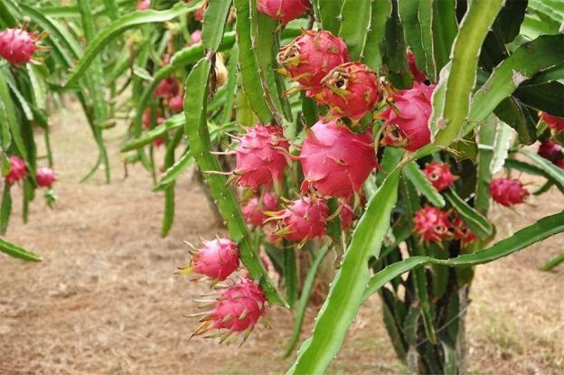 pitaia (Fruta do dragão)