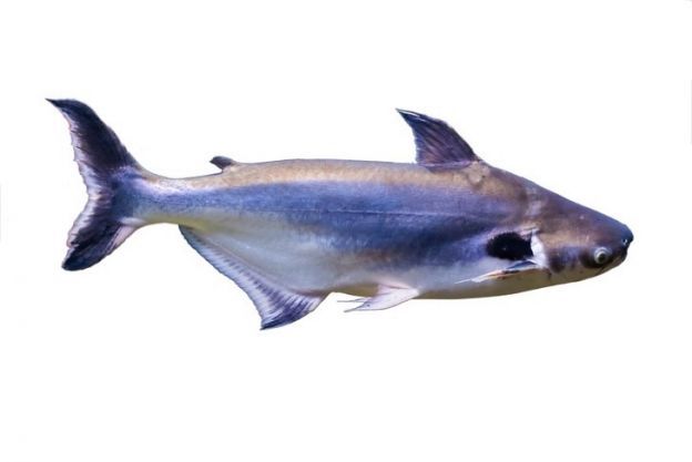 Pangasius (também conhecido como linguado espanhol)