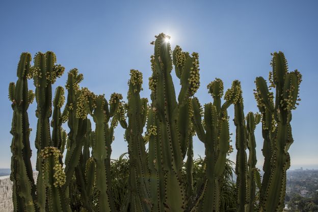 CACTOS