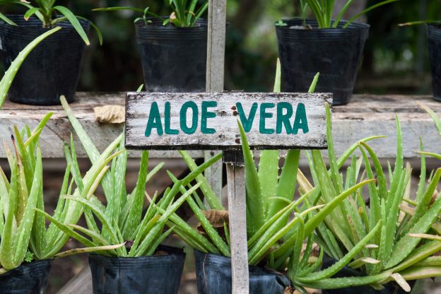 BABOSA / ALOE VERA