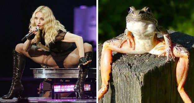 4 - Madonna e a Perereca. Quem se inspirou na pose de quem?