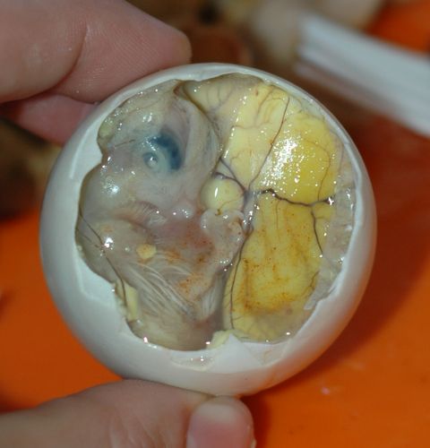 Balut - Ásia