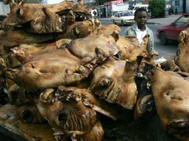 Cabeça de ovelha fervida - Africa do Sul