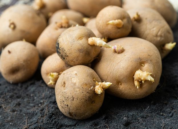 Batatas sem brotos