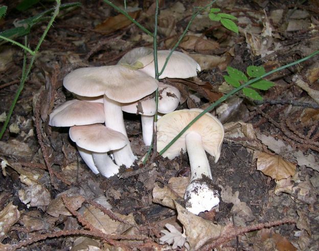 Entoloma sinuatum (ou Entoloma lividum)