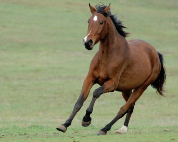 CAvalO: 2002, 1990, 1978, 1966