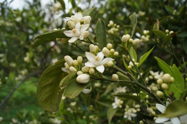 Água de flor de laranjeira