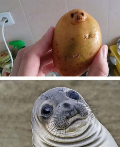 6 - Batata parecida com uma foca