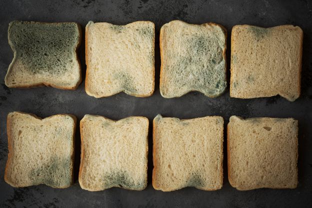 Comi pão mofado... e agora?