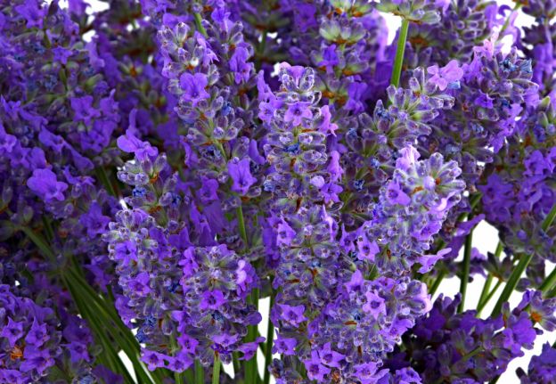 7. Lavanda