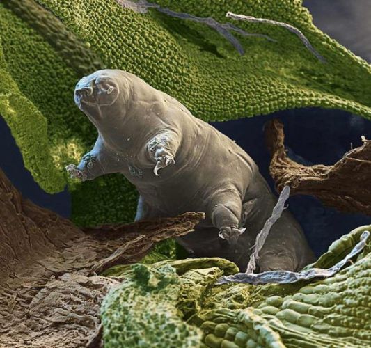 Tardigrada: sua resistência é impressionante