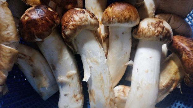 Cogumelos matsutake