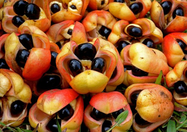 Ackee - Jamaica