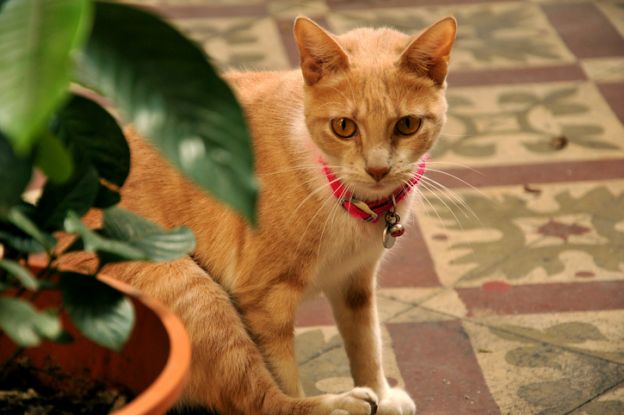 Plantas e gatos: Missão impossível