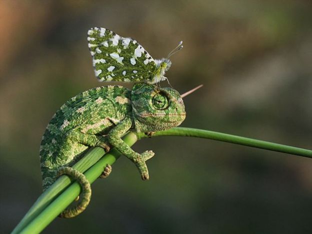 2. Borboleta e camaleão se camuflam juntos