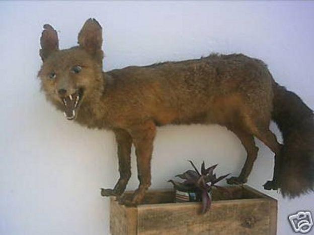 Raposa? Gato? Lobo? Que raios é esta coisa?