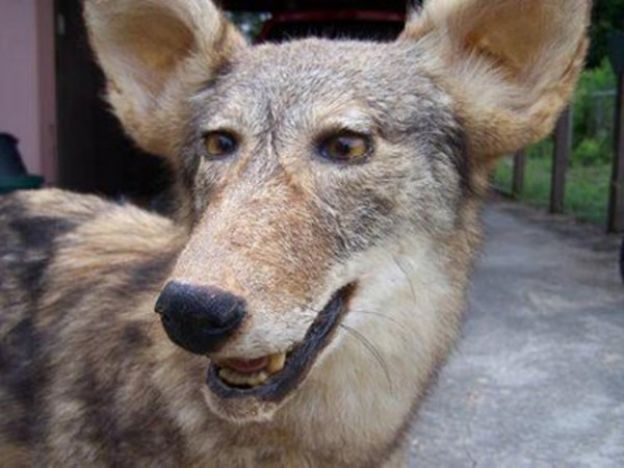 O mesmo lobo de perto, pra piorar...