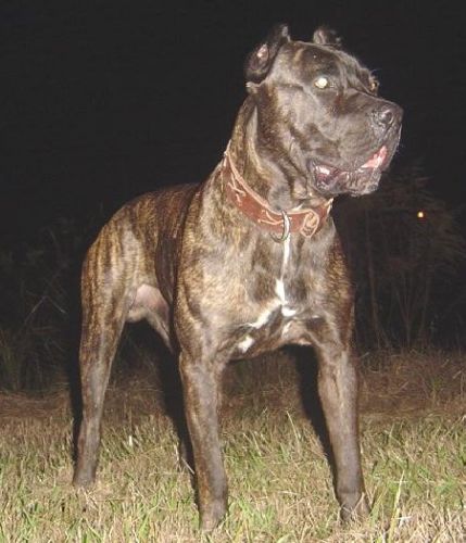 Bandog