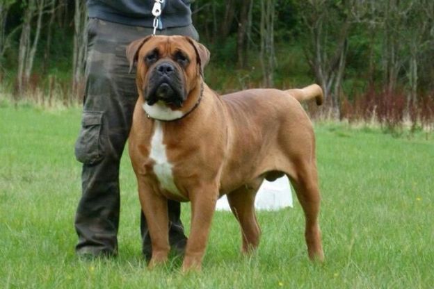 Boerboel