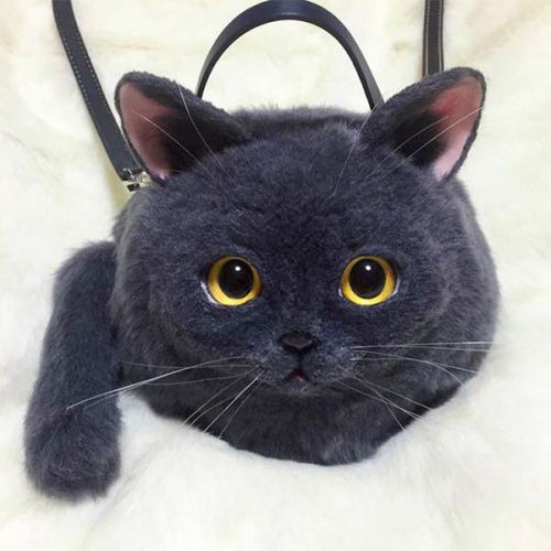 Bolsa-Gato