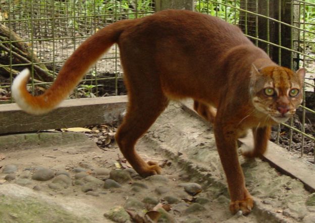 Gato-vermelho-de-bornéu