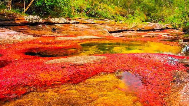 Rio Caño Cristales