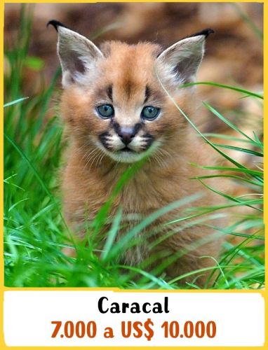 Caracal