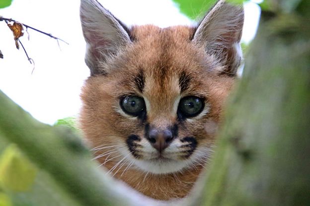 4. Filhote de Caracal