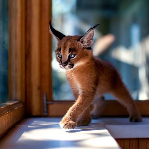 13. Filhote de Caracal