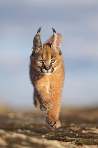 3. Filhote de Caracal