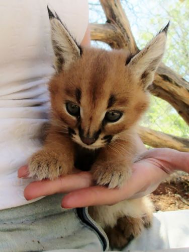 5. Filhote de Caracal