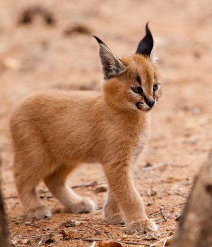 7. Filhote de Caracal