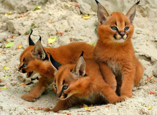 11. Filhote de Caracal