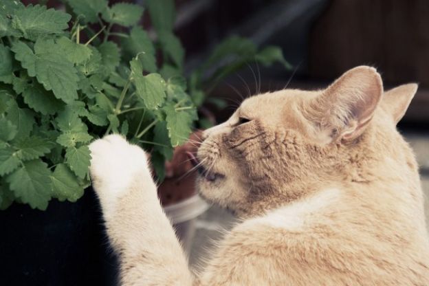 Catnip