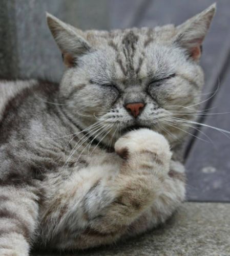 Gatos de Tokyo