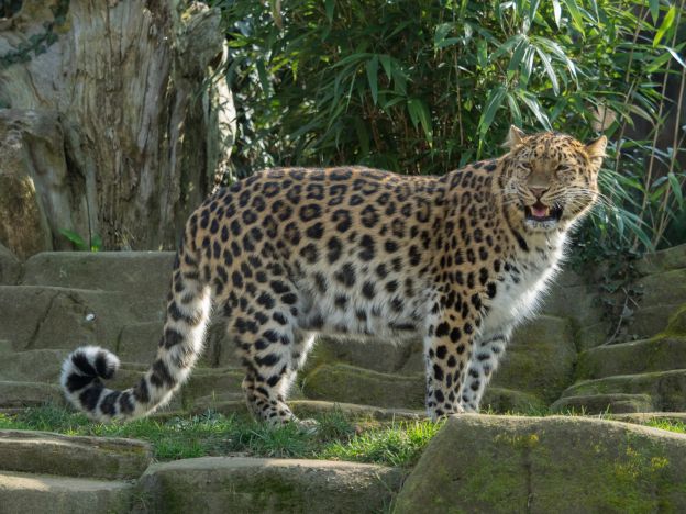 Leopardo-de-amur