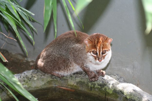 Gato-de-cabeça-chata