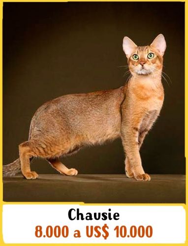 Chausie