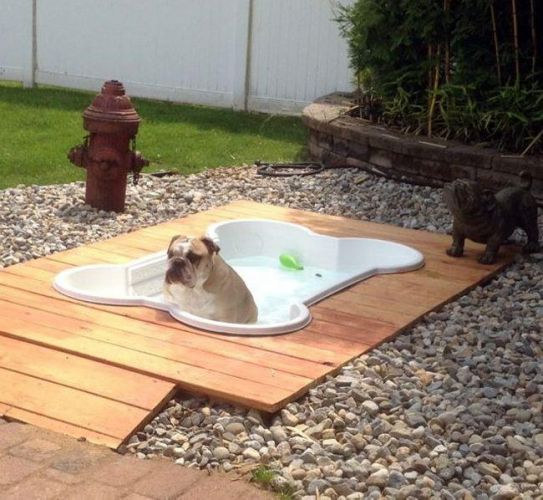 Está piscina feita exclusivamente para o seu melhor amigo, porque agora ele também é milionário