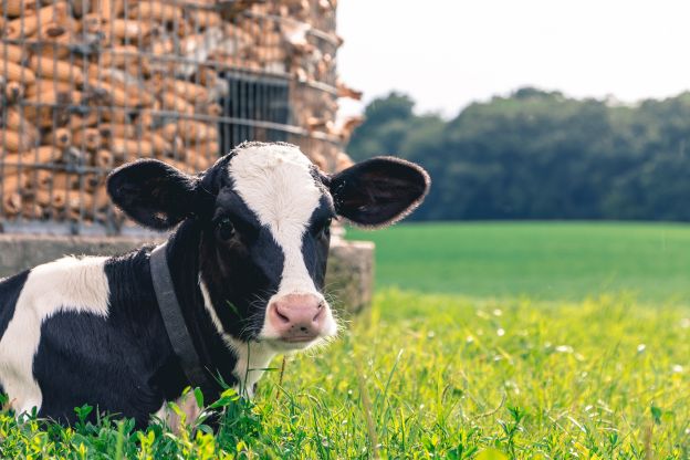 O leite animal é bom apenas para animais