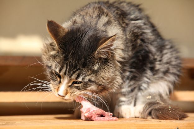 Como funciona a dieta crua para gatos?